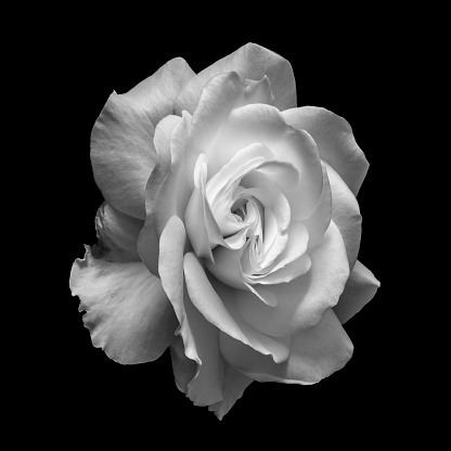 white rose blossom monochrome macro on black background, a fine art still life bright close-up of a single isolated bloom in vintage painting style