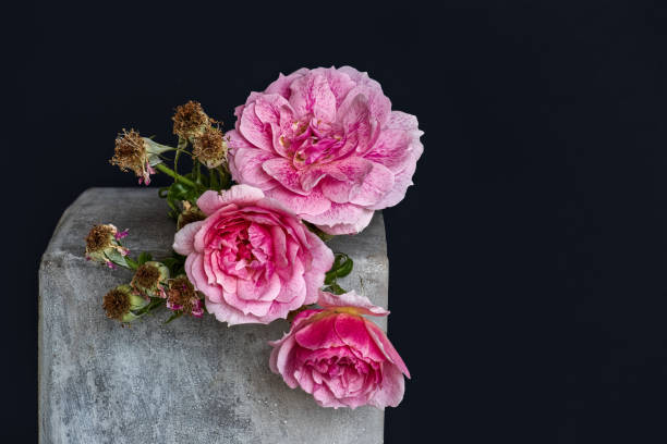 灰色のコンクリートの立方体に枯れ、咲くピンクの白いバラの束 - vanitas ストックフォトと画像