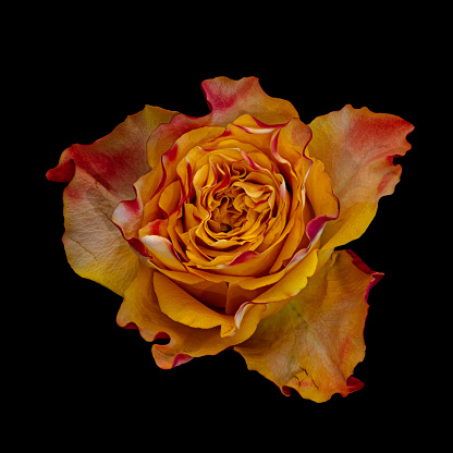 isolated red yellow rose surrealistic vintage macro,black background,fine art still life blossom,painting style