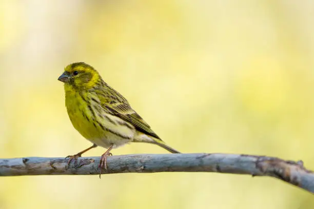 Close-up view of an european serin (Serinus serinus) with out of focus background.