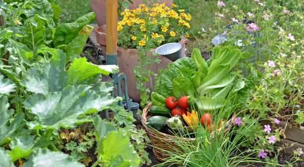 istock fresh vegetables in a wicker basket in a garden 1324075974