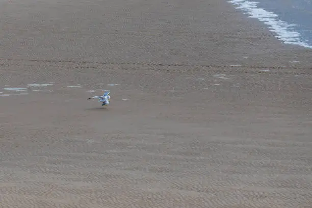 Photo of Coast and sandy beach at the North Sea in Vlissingen in the Netherlands. The seagull is on the beach