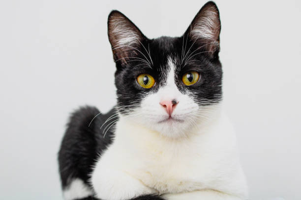 istock Black and White cat laying isolated on a white background 1324076631