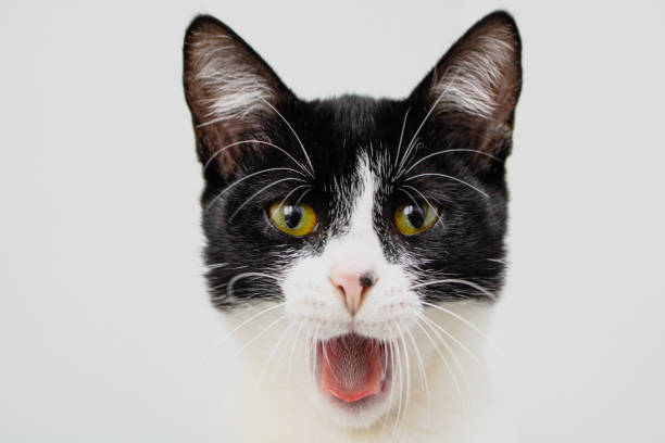 istock Black and White cat laying isolated on a white background 1324076641