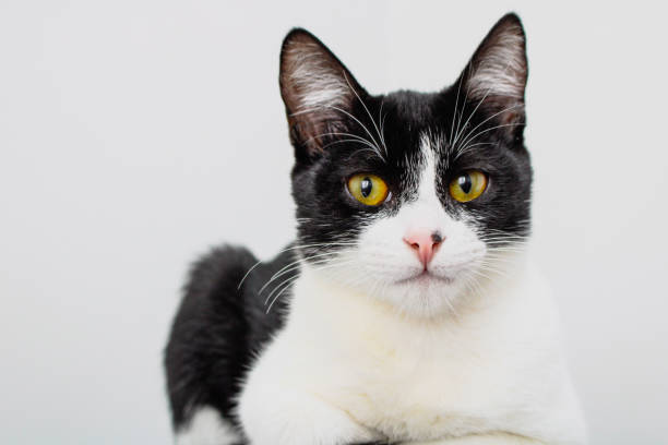 istock Black and White cat laying isolated on a white background 1324076643