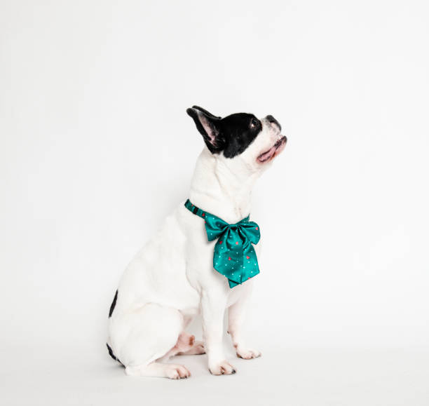 istock French Bulldog with Tied Bow 1324078572