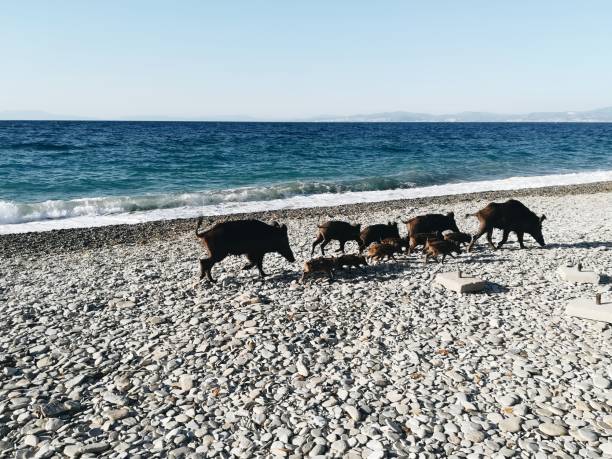 Wild boars on walking on the beach