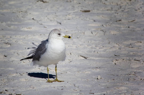 Ring-Billed Gull Bird on Florida Beach A Ring-Billed Gull bird on the beach in Florida seagull photos stock pictures, royalty-free photos & images