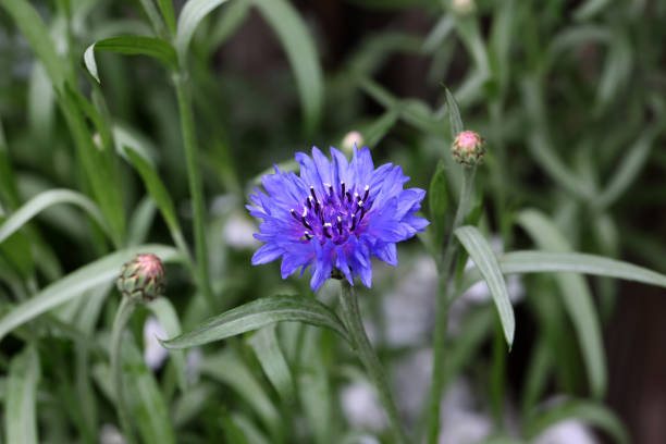 istock Wild cornflowers on a background of green field 1324080041