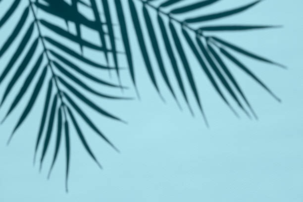 istock The shadow of palm leaves on a blue surface. Summer vacation concept. 1324080084