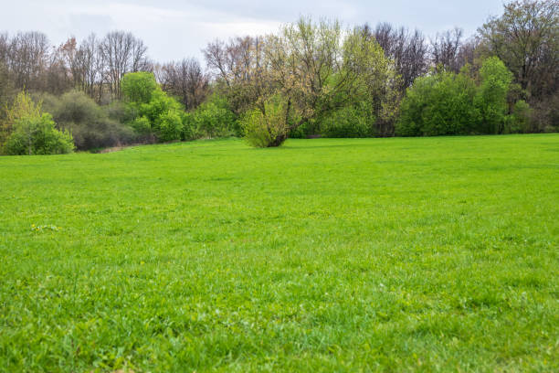 istock Green meadow with trimmed grass. Evenly trimmed spring green grass 1324081289
