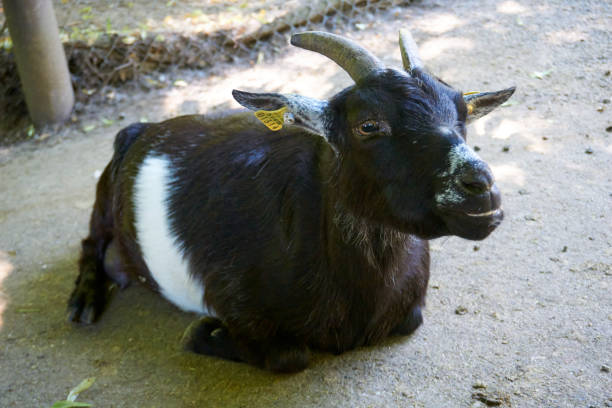 istock black and white goat looks into the camera 1324081557