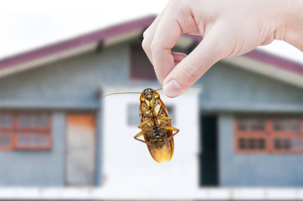 istock Woman's Hand holding cockroach on house background 1324082234