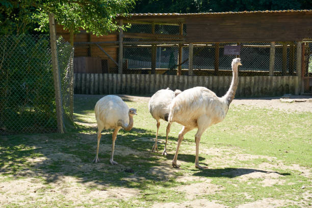 istock group of white emus standing in the grass 1324083329
