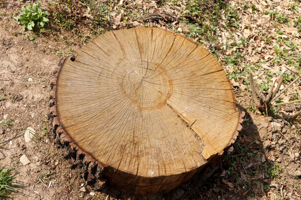 istock tree stump with annual rings and cracks 1324083625