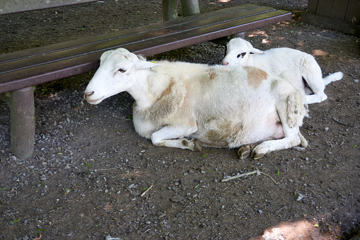 mama sheep and baby sheep cuddle