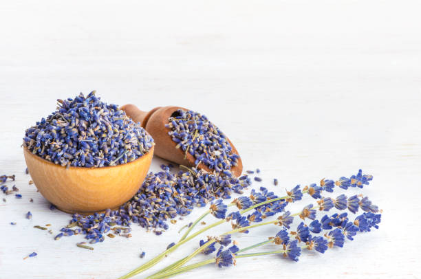 лаванда - lavender lavender coloured flower homeopathic medicine стоковые фото и изображения