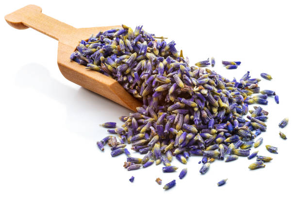 lavender buds in a serving scoop - environment homegrown produce canada north america imagens e fotografias de stock