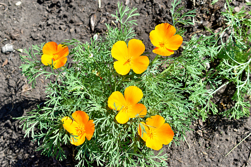 Close-up low angle view of Blooming California Poppy (Eschscholzia californica) wildflowers.\n\nTaken on Mt. Diablo California, USA