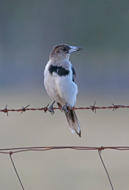 istock Butcherbird Foot 1324086909