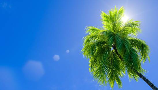 Palm tree on the background of the sunny sky, 3D rendering illustration.