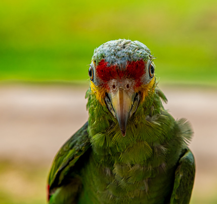 Red-crowned parakeet