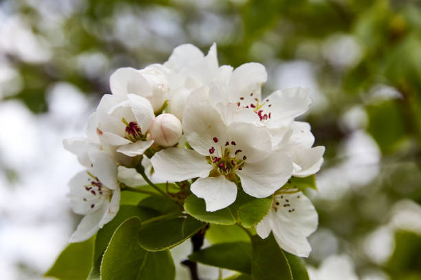 istock close-up of blooming pear tree in spring, 1324091965