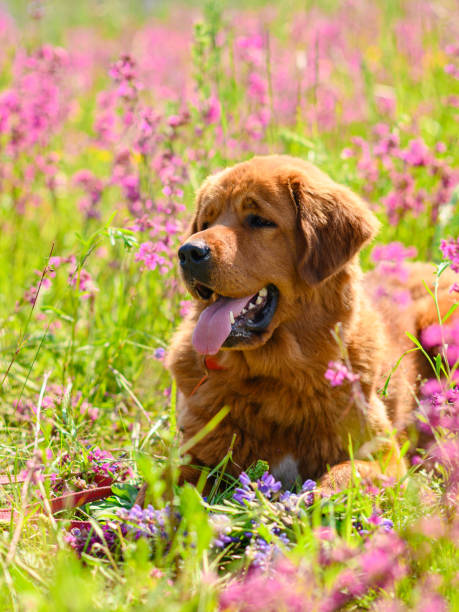 istock Portrait of a red tibetan mastiff 1324092549
