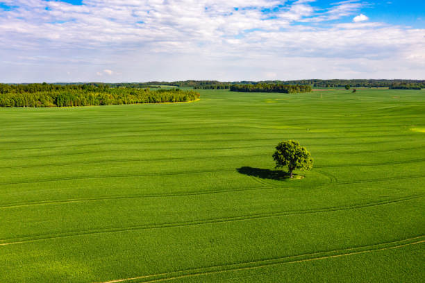 istock view from above on lonely tree with shadow in a green field and forest in the background 1324092753