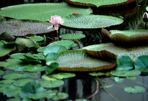 Amazonian tropical rainforest environment, giant water lily pads on a calm river water surface.