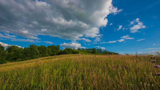 istock Grass meadow and deciduous forest on a hillside in the countryside, panoramic landscape. 1324094472