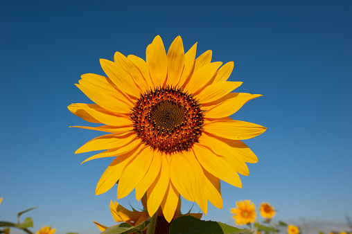 blooming sunflower flower against the blue sky in the evening. Summer season. Ukraine. Europe. Web banner.