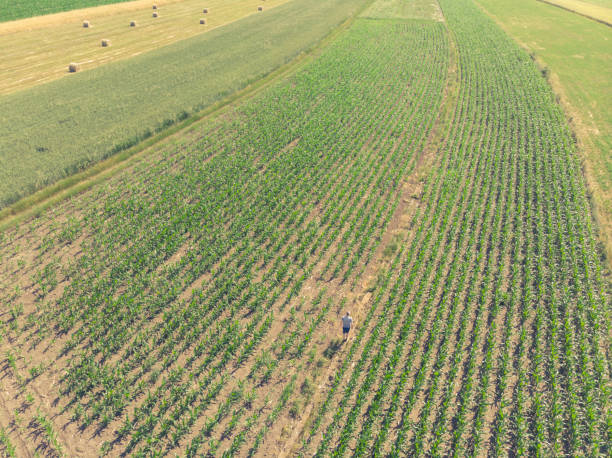 istock Agricultural fields in early summer 1324096936