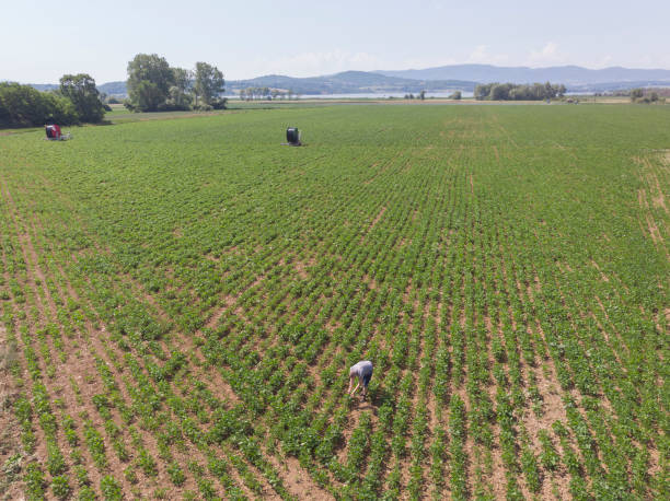 istock Agricultural fields in early summer 1324096980
