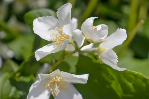 istock beautiful jasmine flower background closeup 1324098861