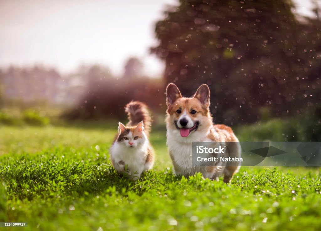 Freunde rote Katze und Corgi Hund zu Fuß in einer Sommerwiese unter den Tropfen des warmen Regens - Lizenzfrei Hund Stock-Foto