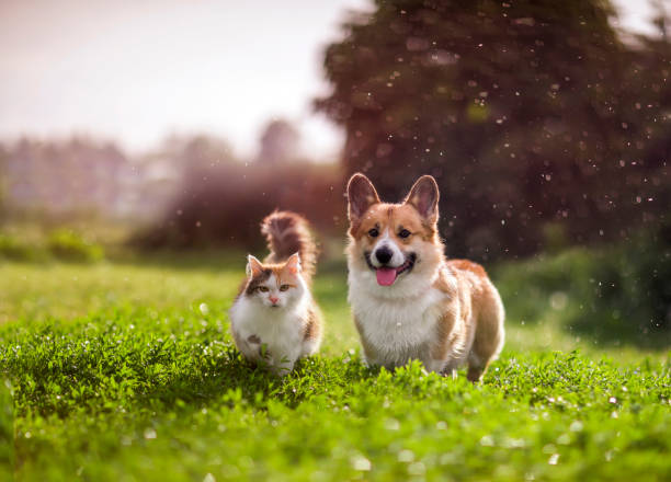 amigos gato rojo y perro corgi caminando en un prado de verano bajo las gotas de lluvia cálida - andar fotos fotografías e imágenes de stock