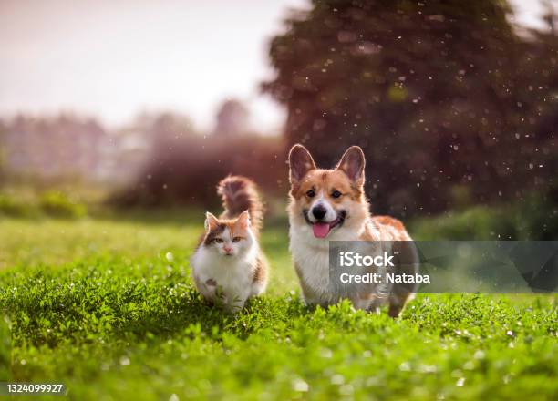 Friends Red Cat And Corgi Dog Walking In A Summer Meadow Under The Drops Of Warm Rain Stock Photo - Download Image Now