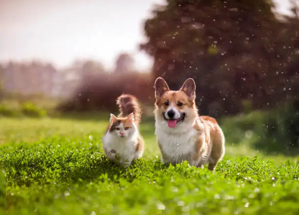 Photo of friends red cat and corgi dog walking in a summer meadow under the drops of warm rain