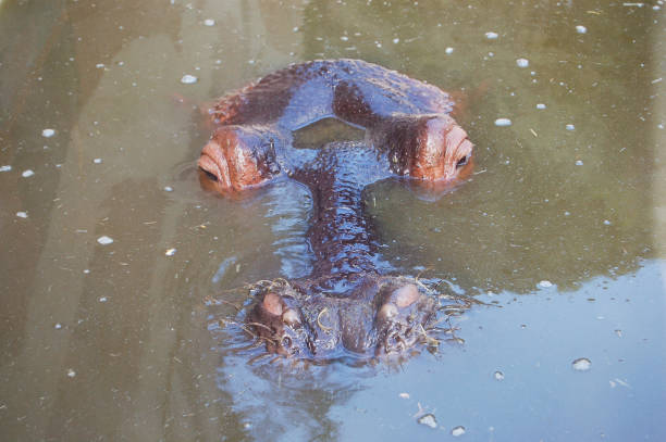 istock Hippo coming out of the water 1324100125