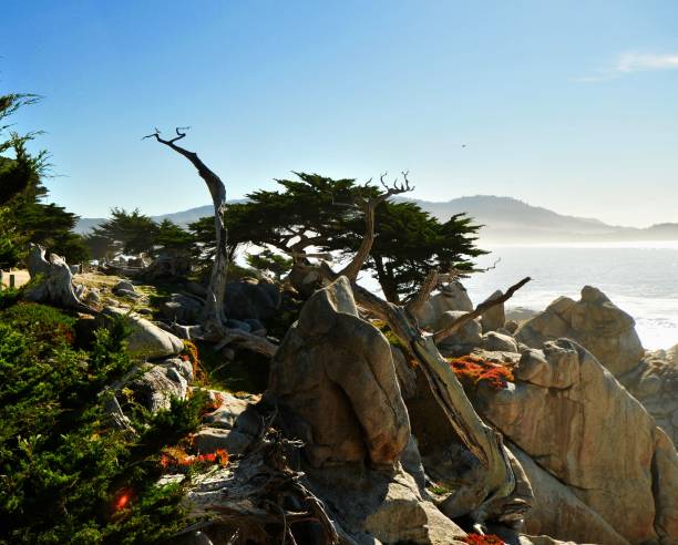 istock Northern California Coastline 1324102251