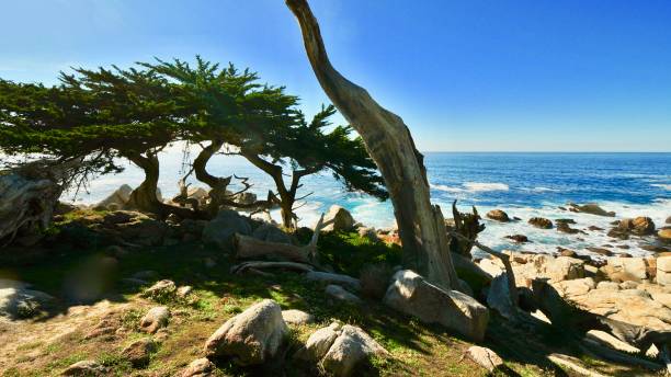 istock Northern California Coastline 1324102353
