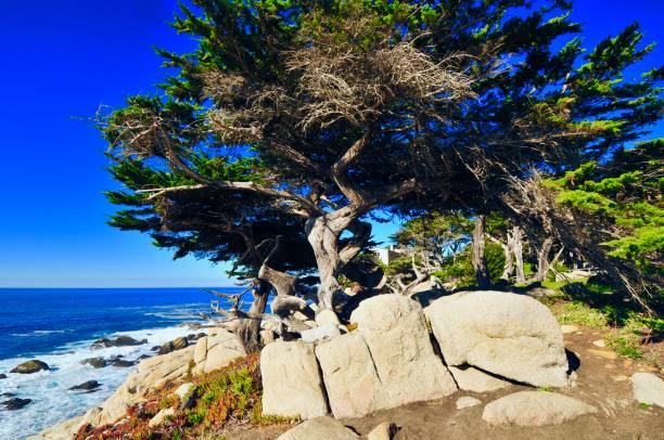 istock Northern California Coastline 1324102381