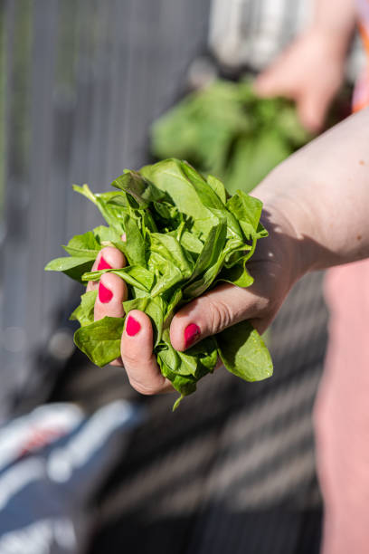 istock Freshly harvested radishes Raphanus sativus.. 1324102682