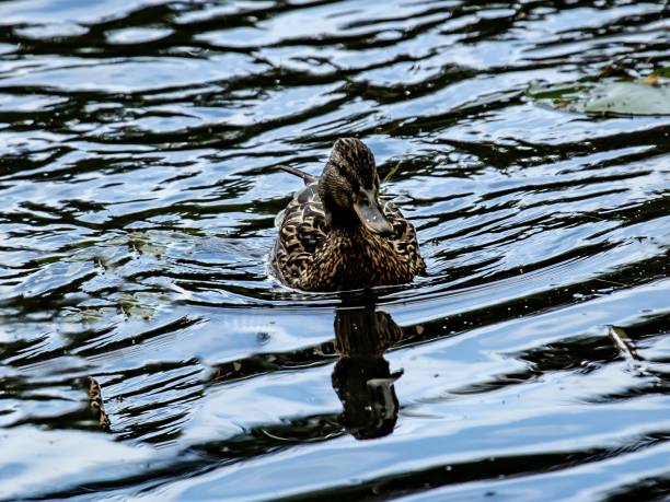 Mallard Ducklings At Play.