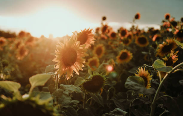 istock Sunflowers field on blue background. 1324108165