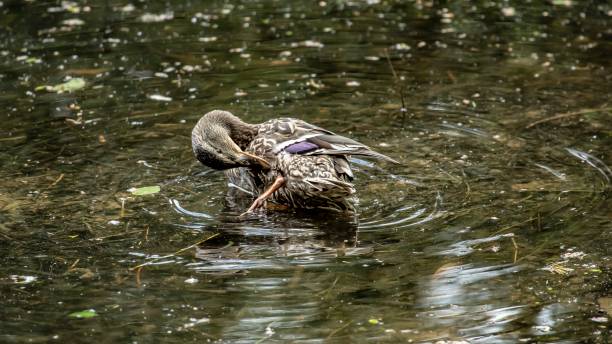 istock Mallard Duckling During Grooming. 1324108349