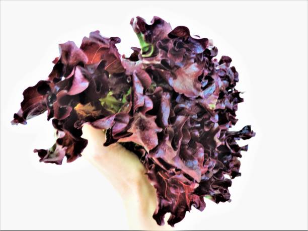 Sunny lettuce is very popular vegetable in Japan.