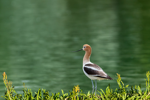 The American Avocet (Recurvirostra americana) is a large wading bird in the stilt and avocet family. It forages in shallows and mud flats for crustaceans and insects, often sweeping its bill from side to side. A distinguishing characteristic of the avocet is its black upward-curving bill. It has a reddish brown head with black and white wing feathers. The underbelly is white. The migration route of the American avocet takes it through almost every state in the western USA. It breeds in marshes, beaches and ponds as far north as southern Canada and south down to parts of New Mexico, Oklahoma and Texas but mostly east of the Rocky Mountains. This American avocet in breeding plumage was photographed while foraging along the banks of Walnut Canyon Lakes in Flagstaff, Arizona, USA.