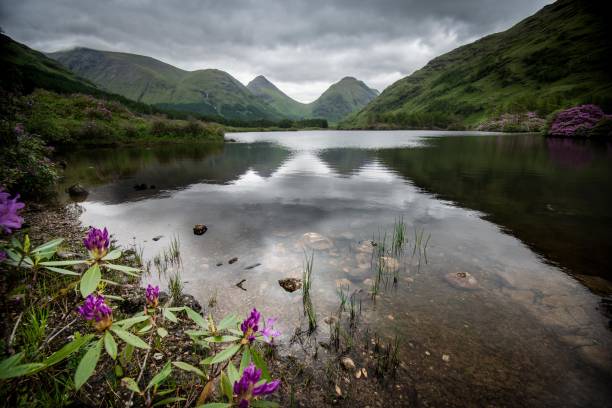 Glen Etive, Scotland Loch in Scotland with purple flowers and Heather glen etive photos stock pictures, royalty-free photos & images